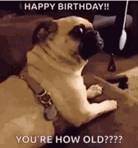 Dog Doggo GIF
