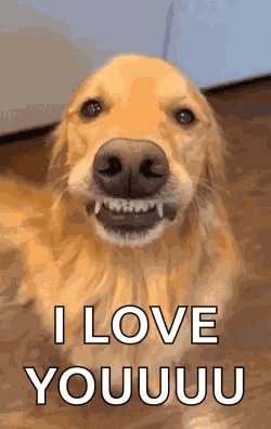 Dog Doggy GIF