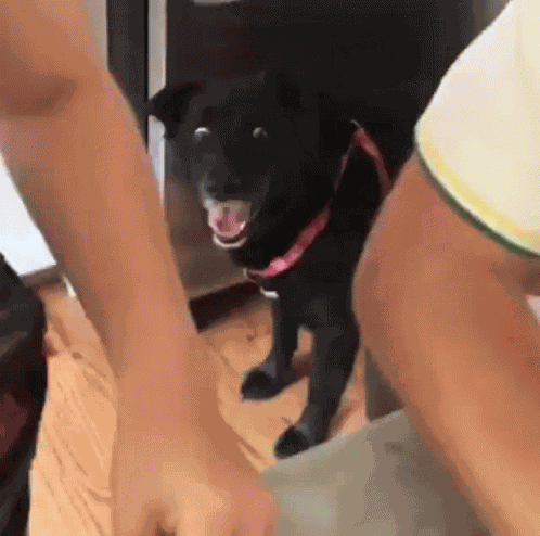 Dog Dogs GIF
