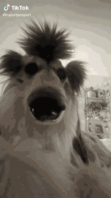 Dog Dogs GIF