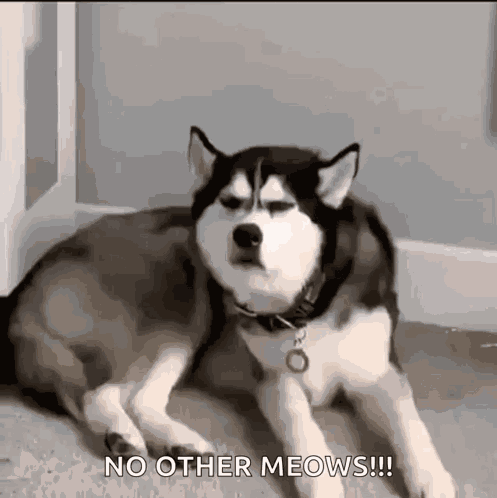 Dog Dogs GIF