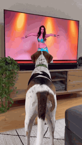 Dog Doing Belly Dancing Dog Dancing GIF
