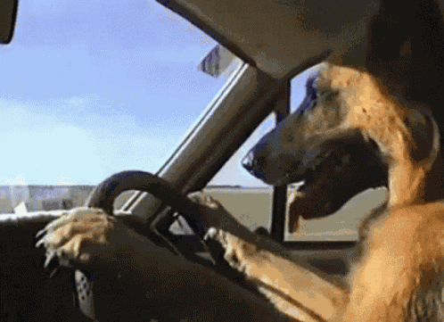 Dog Driver GIF