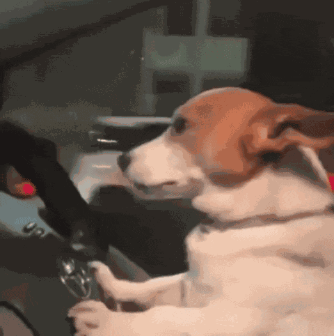 Dog Driving Car Stan Twitter GIF