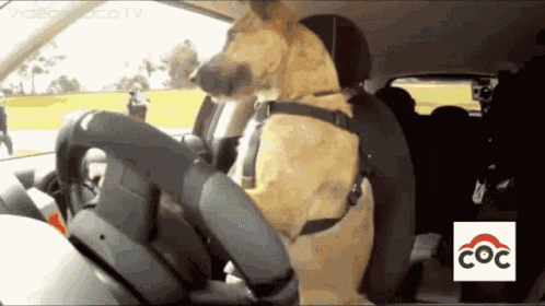 Dog Driving Dog Driver GIF