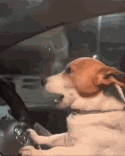Dog Driving Dogs GIF