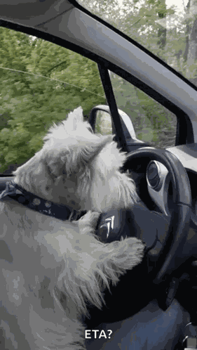 Dog Driving GIF