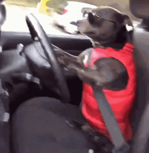 Dog Driving GIF