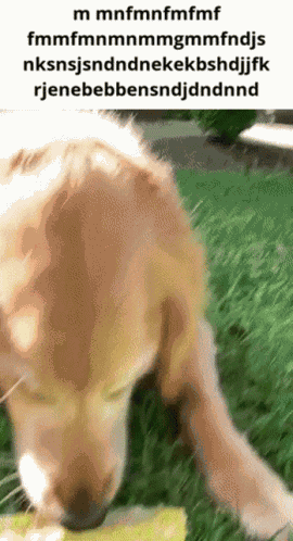 Dog Eating Corn Really Fast M Mnfmnf GIF