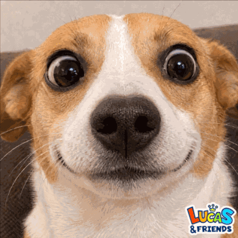 Dog Exclaimed GIF