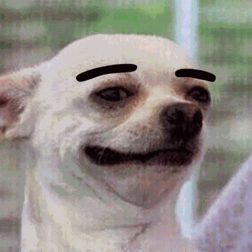 Dog Eyebrow GIF