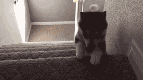 Dog Falling Down Stairs Dog Exploding GIF