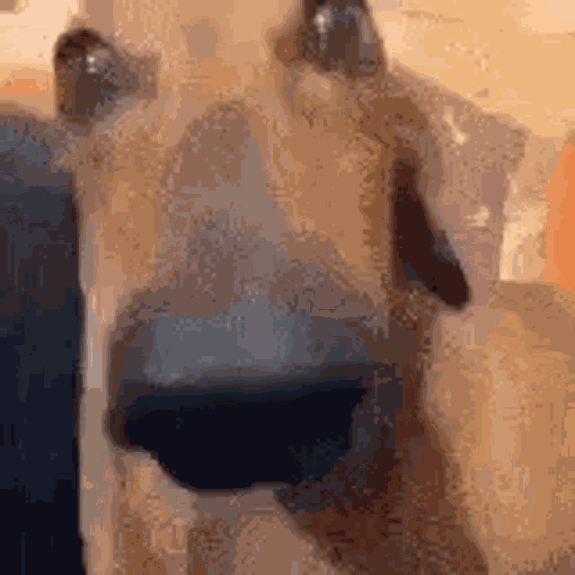 Dog Fast Speed GIF