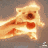 Dog Fire GIF
