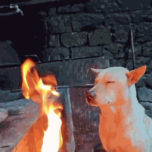 Dog Fire GIF