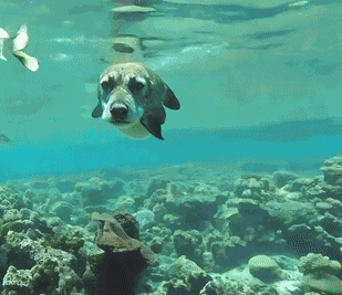 Dog Fish GIF