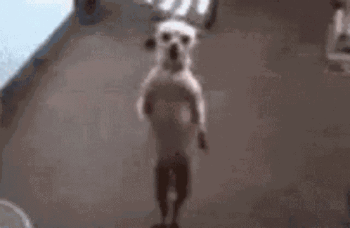 Dog GIF