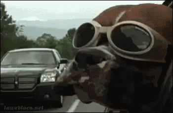 Dog Flap GIF