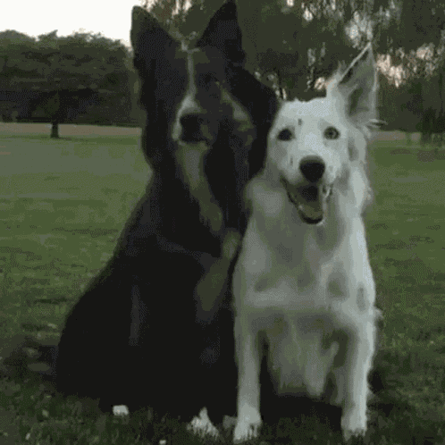 Dog Friends GIF