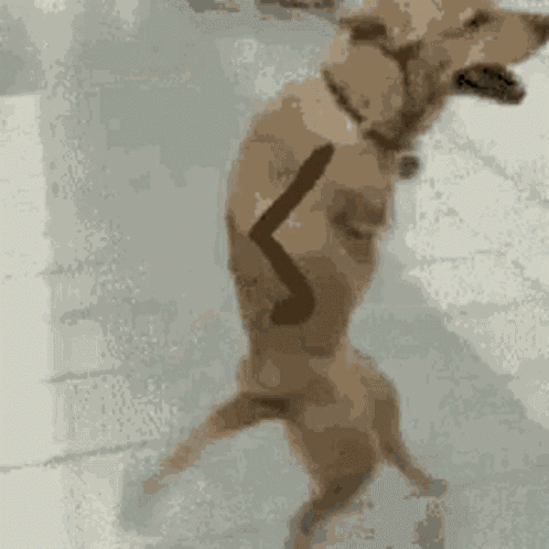 Dog Funny GIF