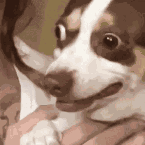Dog Funny Dog GIF