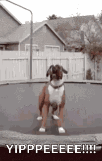 Dog Funny GIF