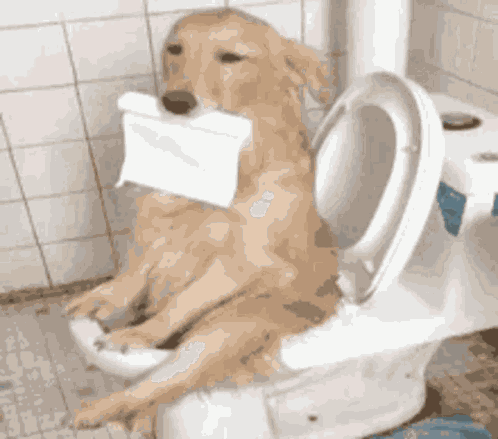 Dog Funny GIF