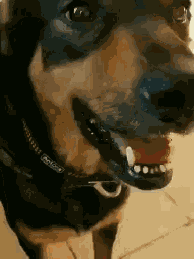 Dog GIF