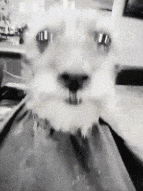 Dog Haircut GIF