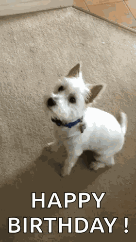 Dog Happy GIF