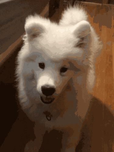 Dog Hewwo GIF
