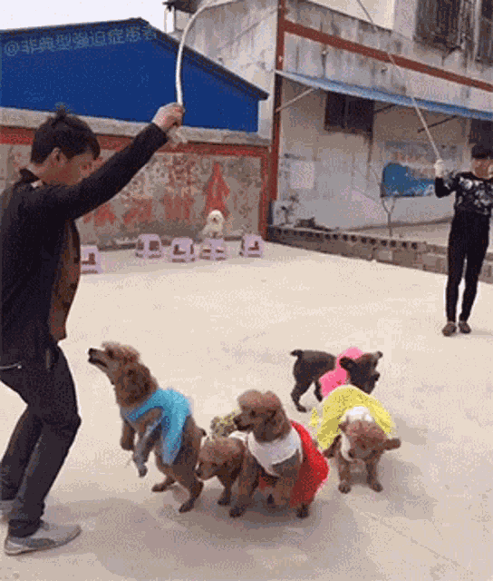 Dog GIF