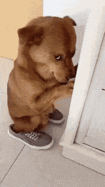 Dog Hiding GIF