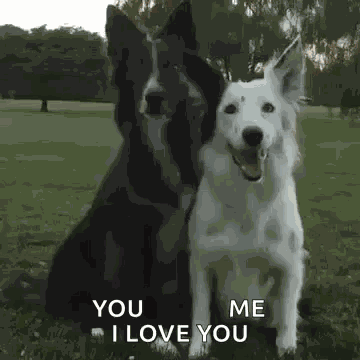 Dog Hug GIF