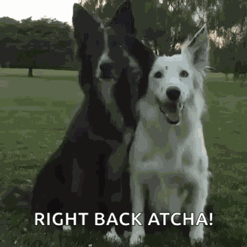Dog Hug GIF