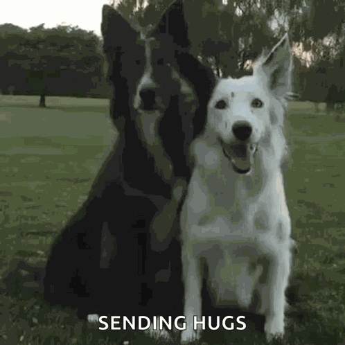 Dog Hugs GIF