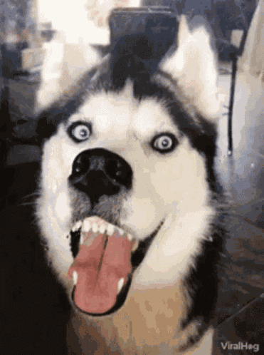 Dog Huskies GIF