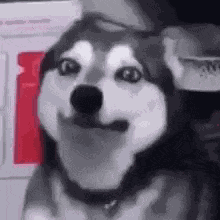 Dog Husky GIF