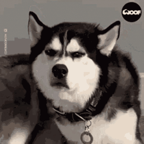 Dog Husky GIF