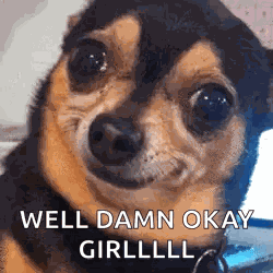 Dog I See You GIF