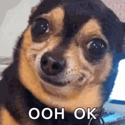 Dog Iseeyou GIF
