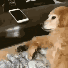 Dog GIF