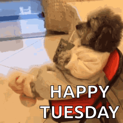 Dog Juicebox GIF