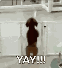 Dog Jump GIF