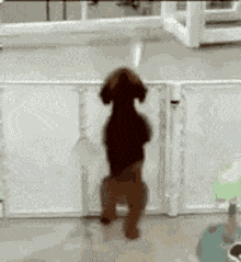 Dog Jump GIF