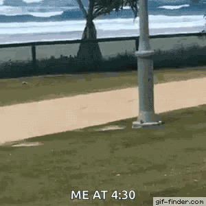 Dog Jump GIF