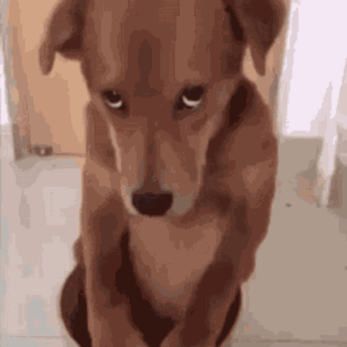 Dog GIF