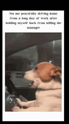 Dog Long Day GIF