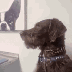 Dog Looking Dog Side Eye GIF