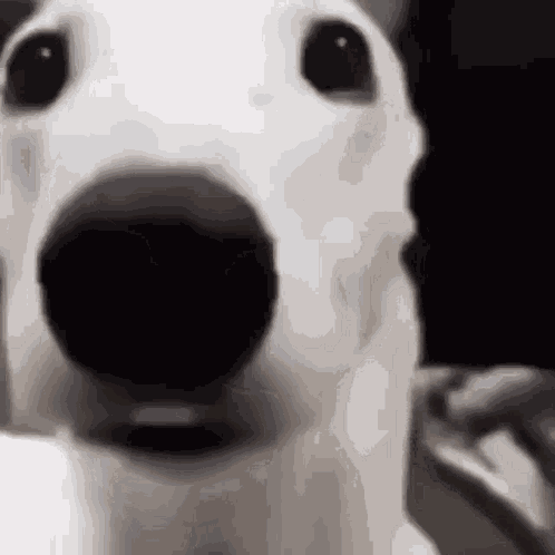 Dog Los Sapos GIF